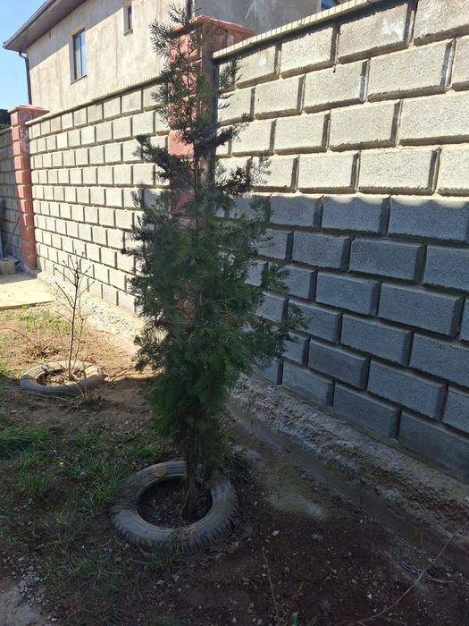 Туя домашний продам