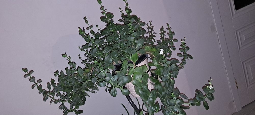 Реально большие цветы