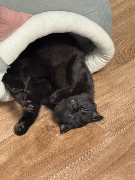 Продам котенка. Девочка. Пять месяцев.