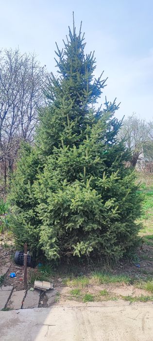 Продам елку 3-4 метра