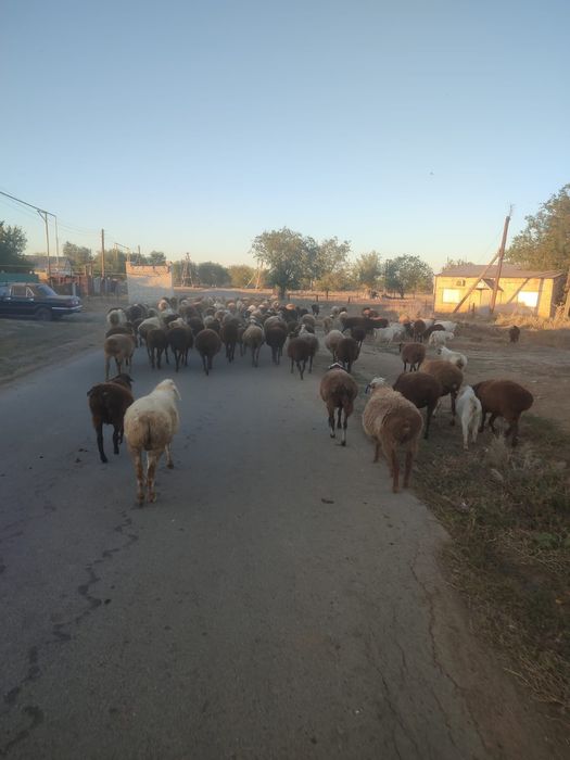 Продам овец, коз.