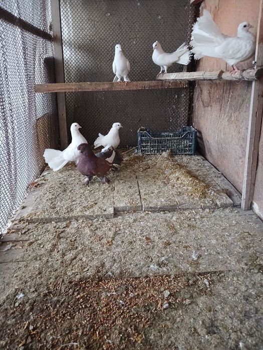 (P a u l i n)  kabutarimiz bor manzil Samarqand shaxar