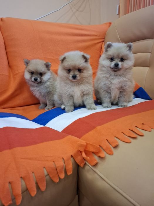 Померан померанчета Гр. София