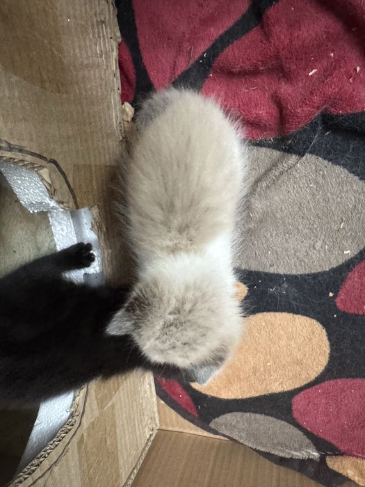Котик сиамский маленький