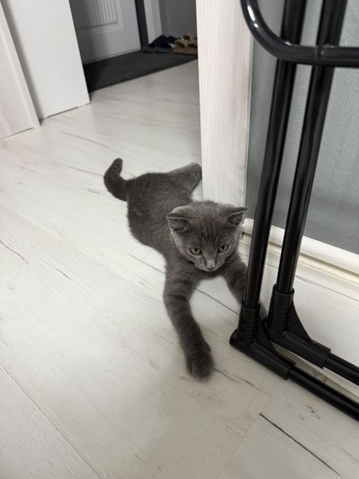 Шотландский котенок