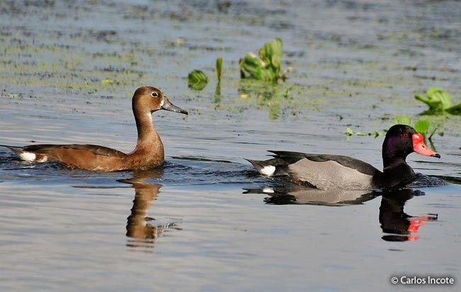 Rate Peposaka ( rațe exotice de apă peposaca)