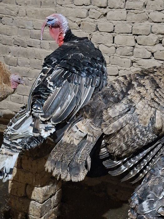 Indyuk kurka sotiladi sog'lom