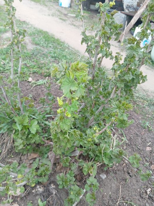 Крыжовник, Малина, Смородина