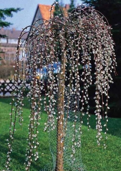 Плачеща върба (Salix caprea 'Kilmarnock')