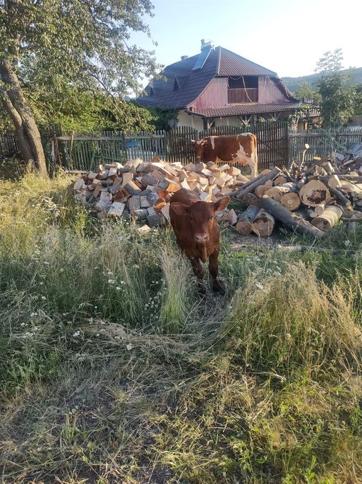 Vaca Redholstain  cu vitea angus de 2 luni la prima  fatare