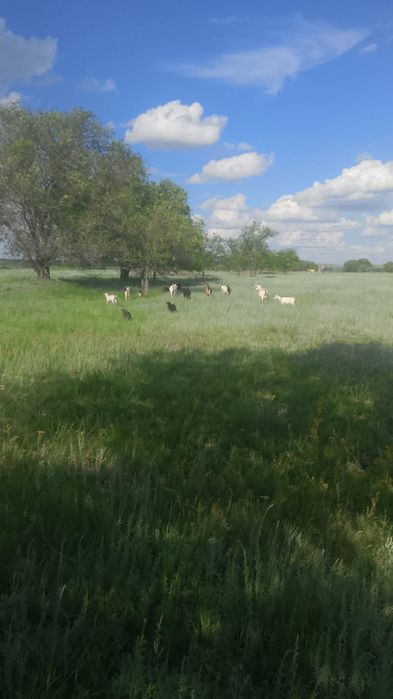 Ешкилер Лактар сауатын ешки де бар  сатылады