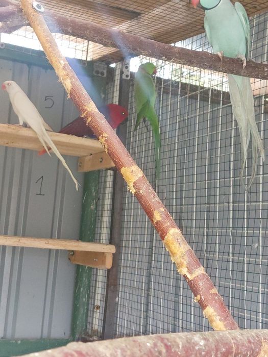 Papagali Micul Alexander