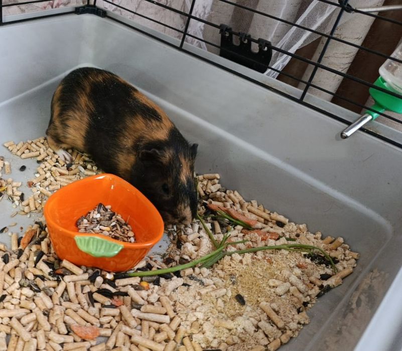 Продам Морскую свинку