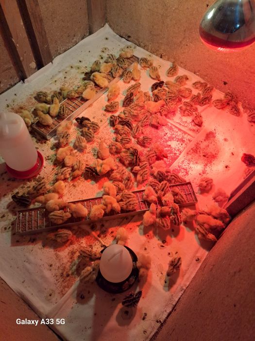 Prepelițe jumbo gold,polare,tibetane și japoneze mari de vânzare