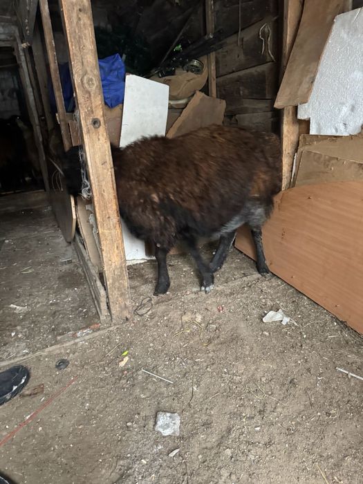 семиз койлар сатылады оптом бар