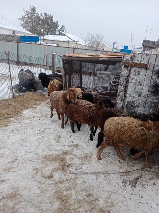 Продаются овцы и козы