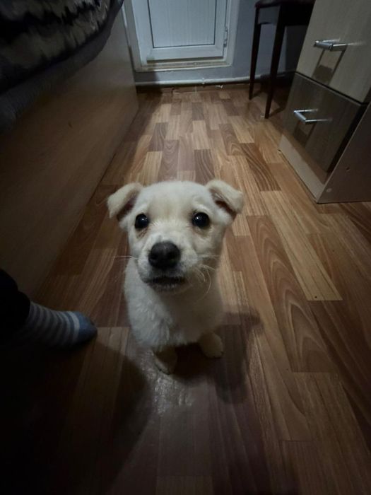 отдам щенка в добрые руки