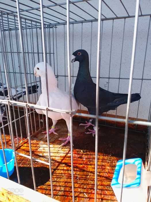 Voiajori germani de frumusete