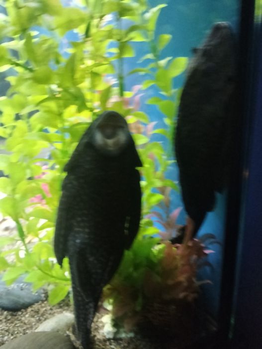 Продам анцитруса.