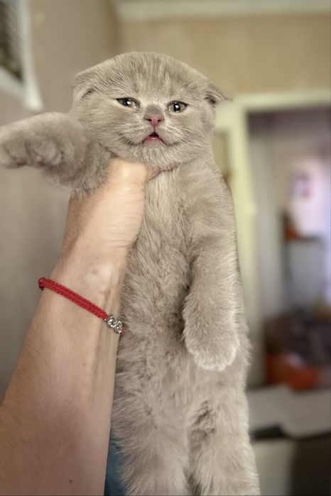 Фолд котенко мальчик 1,5 мес