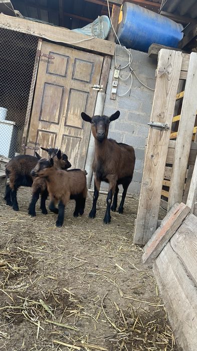 Сауын ешкі сатылады