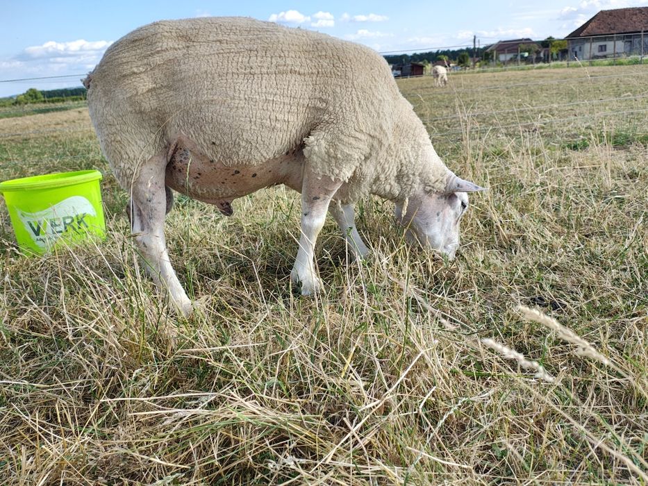 Miei texel din linie import Olanda