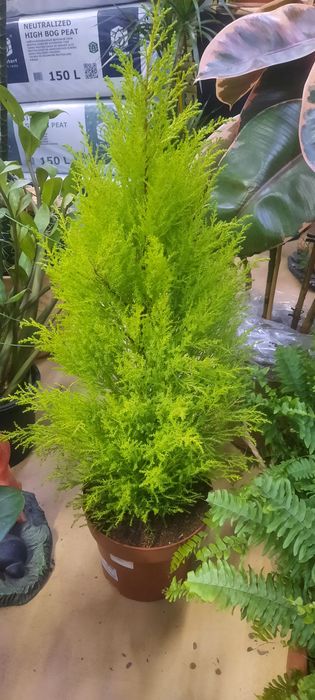 Комнатные растения