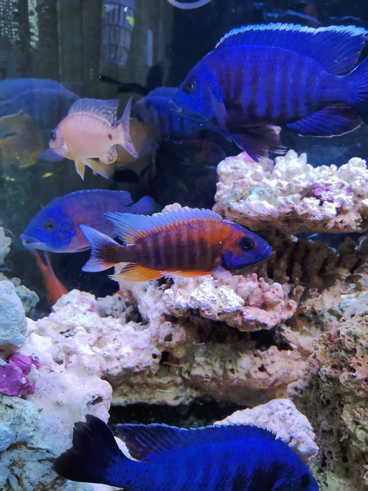 Продавам цихлиди