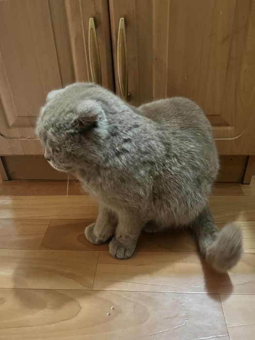 Вислоухоя Шотландская кошка