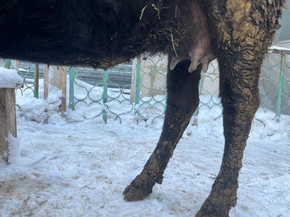 Сиыр сатылады