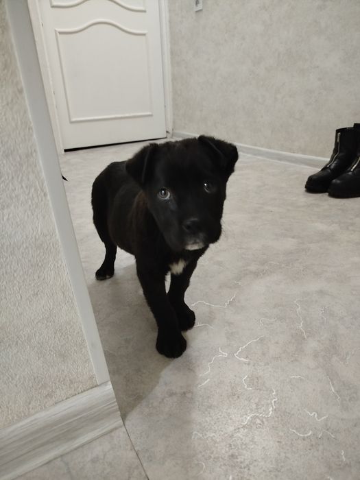 Продам собаку срочно.