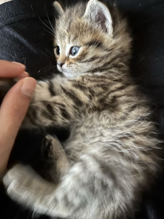 Отдам котенка в добрые руки, срочно