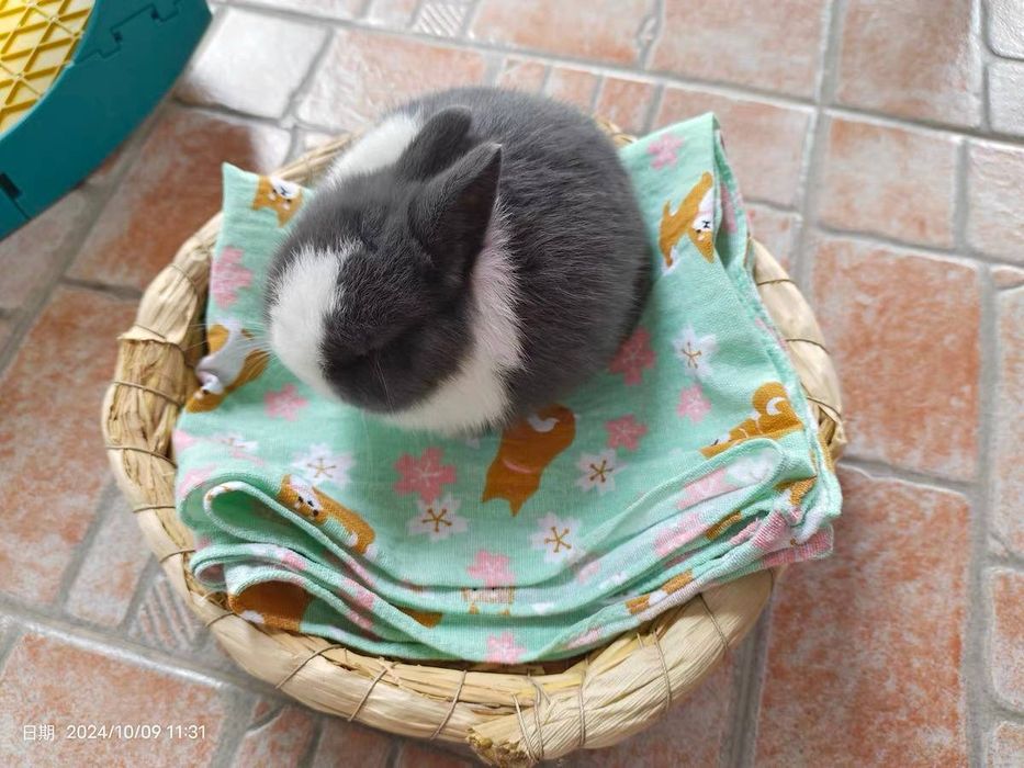 декоративный кролик