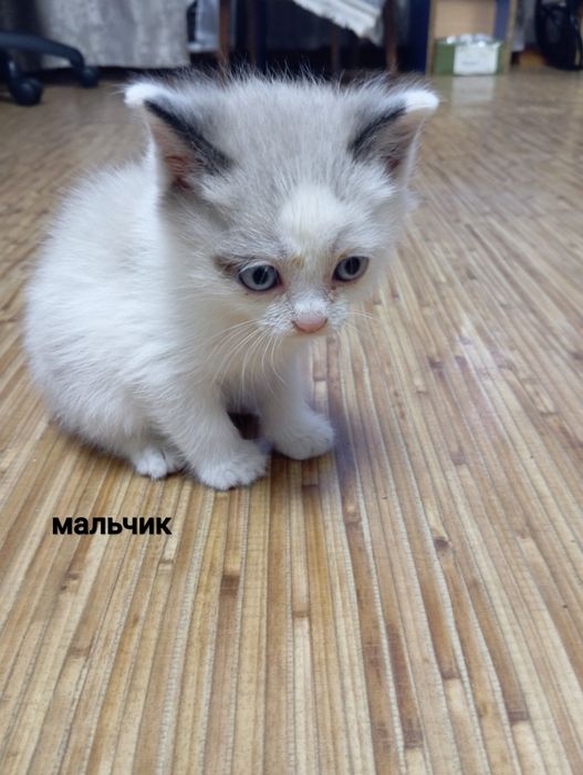 Котята в добрые руки