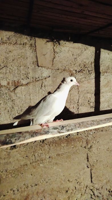 Сизи и бакинец  игра есть