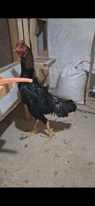 Бойцовый чемпионский линия#дакан#