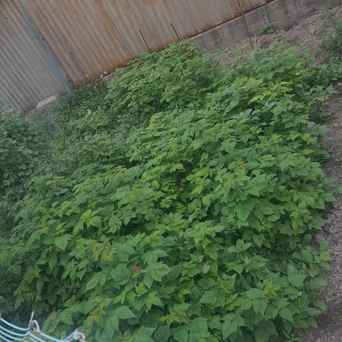 Продам малины. Свежие  с огорода