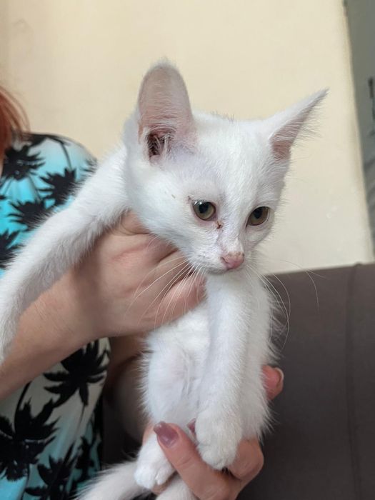 Котят в добрые руки