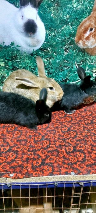 Коян Кролики екі баласымен