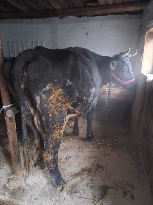 Cal de vanzare semigreu