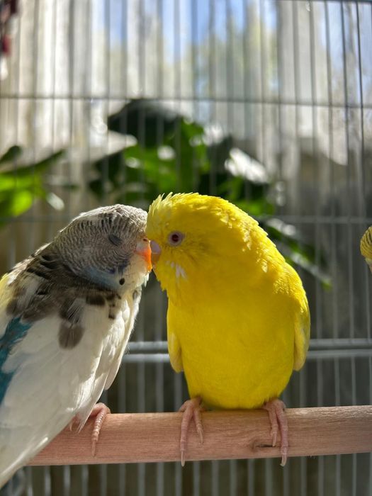 Волнистый попугай