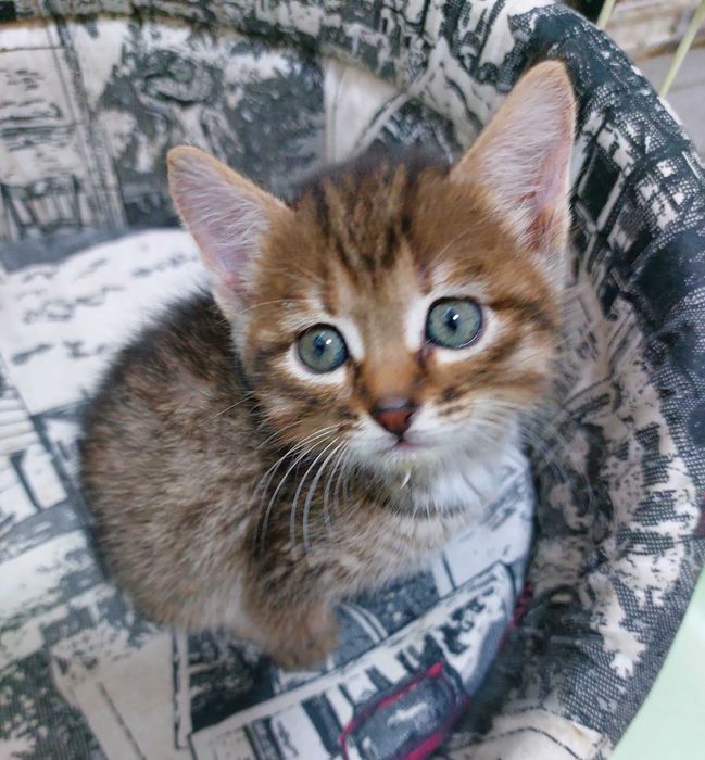 Симпатичная кошечка девочка