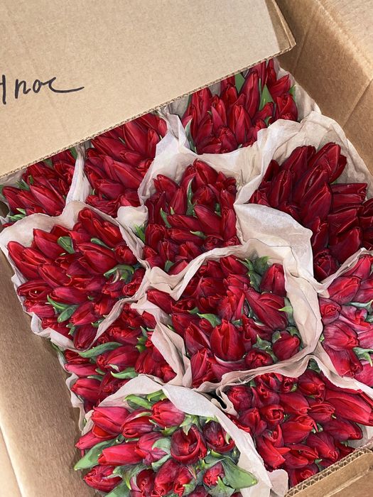 Тюльпаны белорусские премиальные