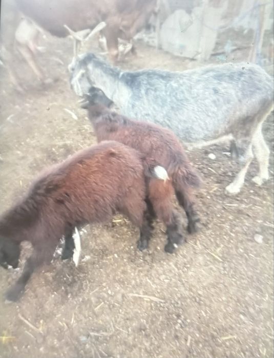 Vand capre si iezi mischi sat calinești
