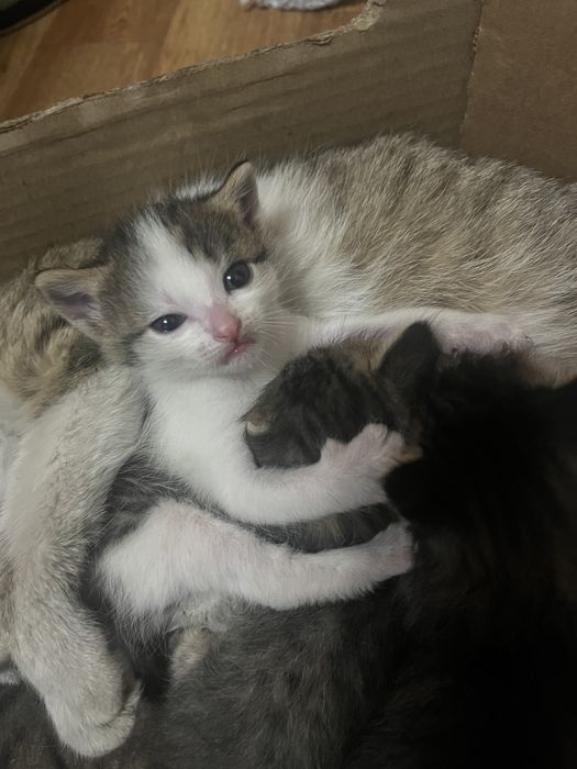 котенка даром 1 мес