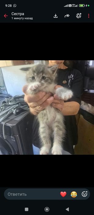 Отдам котят в хорошие руки