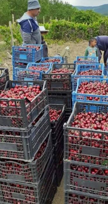 Продавам череши на едро