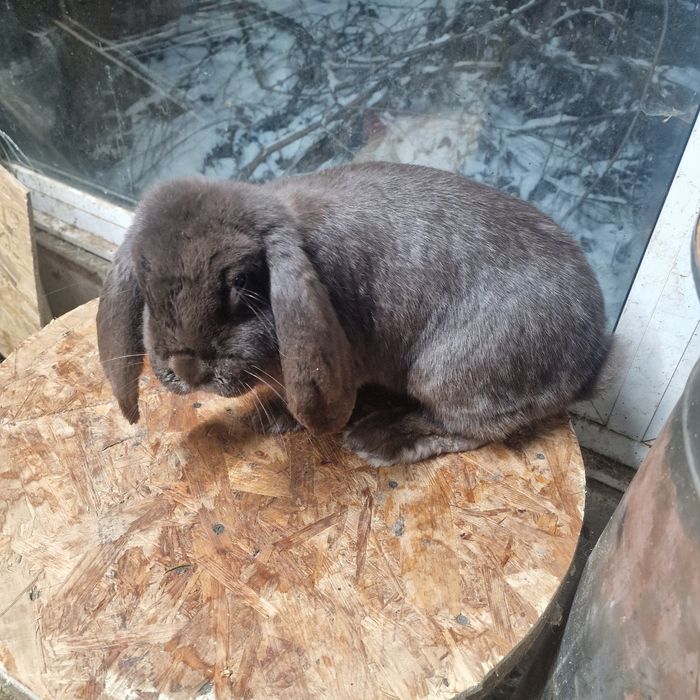 Iepuri Berbec German