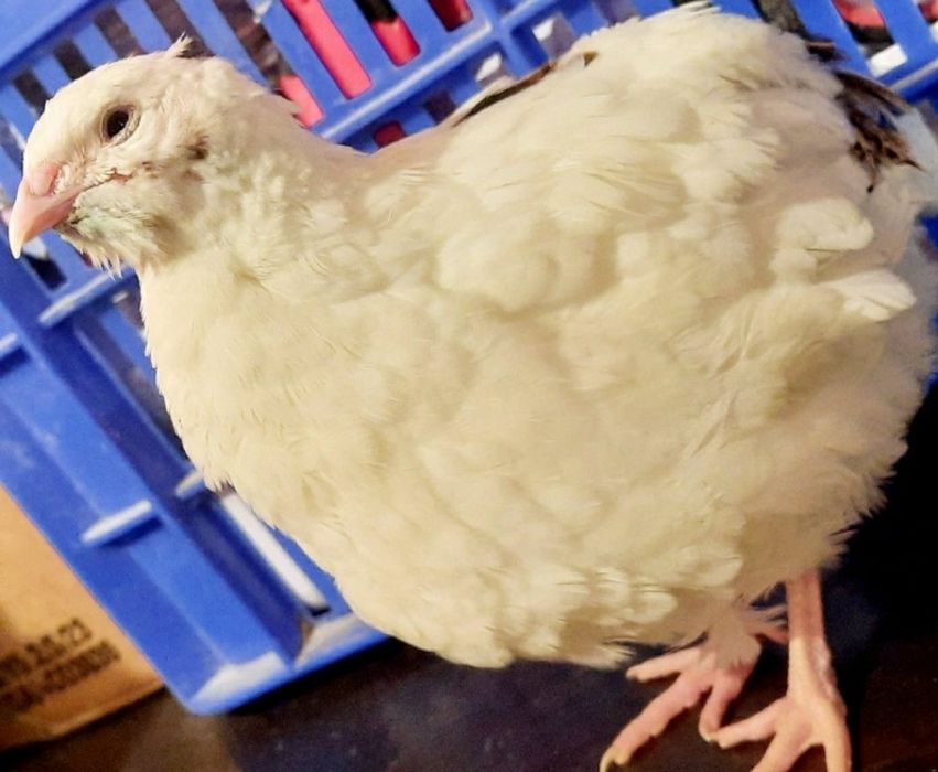 OUĂ Prepeliță pt INCUBAT de vânzare, GIGANT POLAR XXL,pui,prepelițe