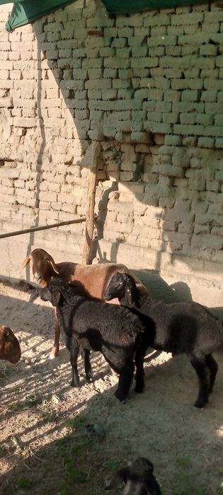 Тозза арашан егиз тугадиган куй сотилади